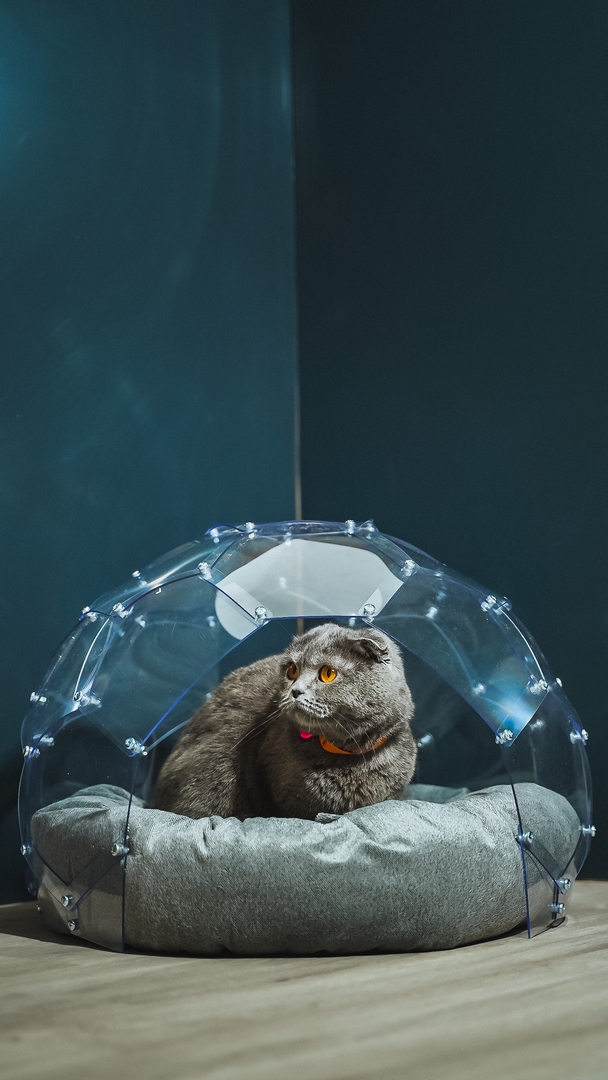 Kedi Evi Kedi Evi