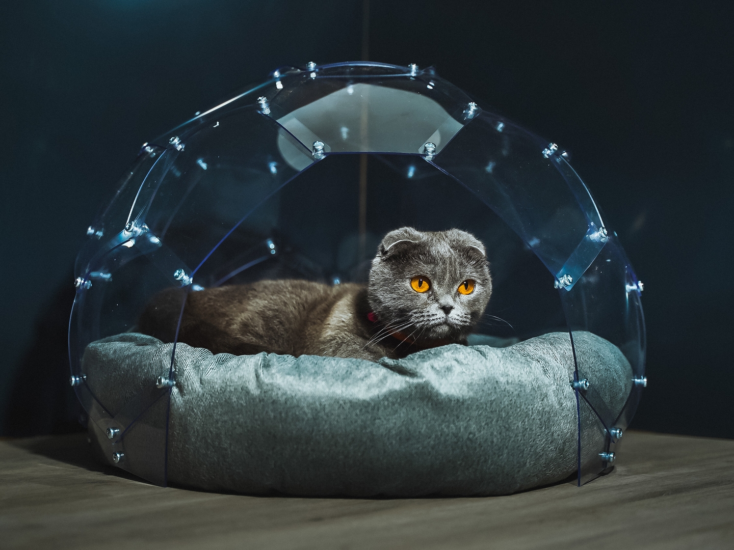Kedi Evi Kedi Evi