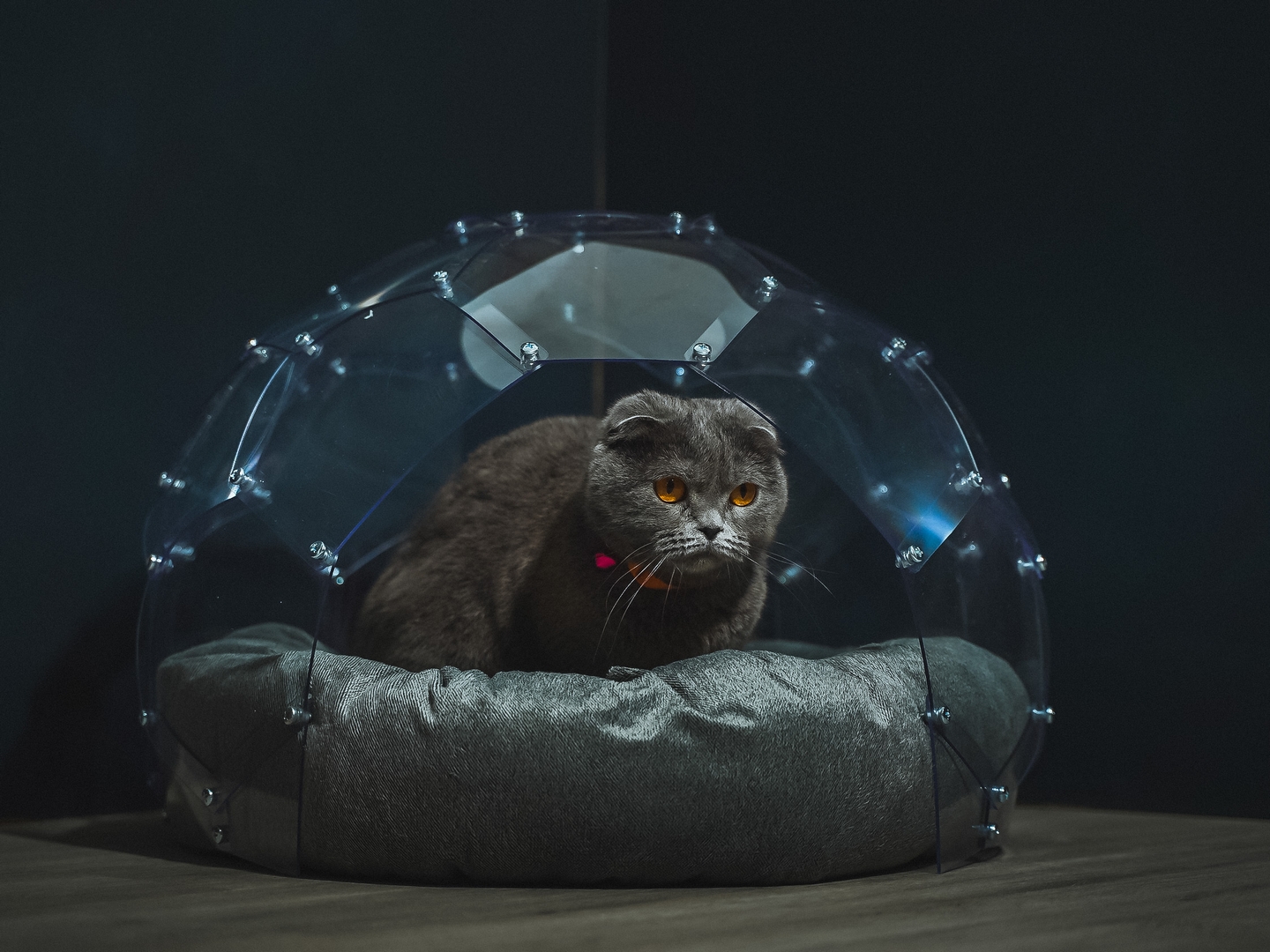 Kedi Evi Kedi Evi