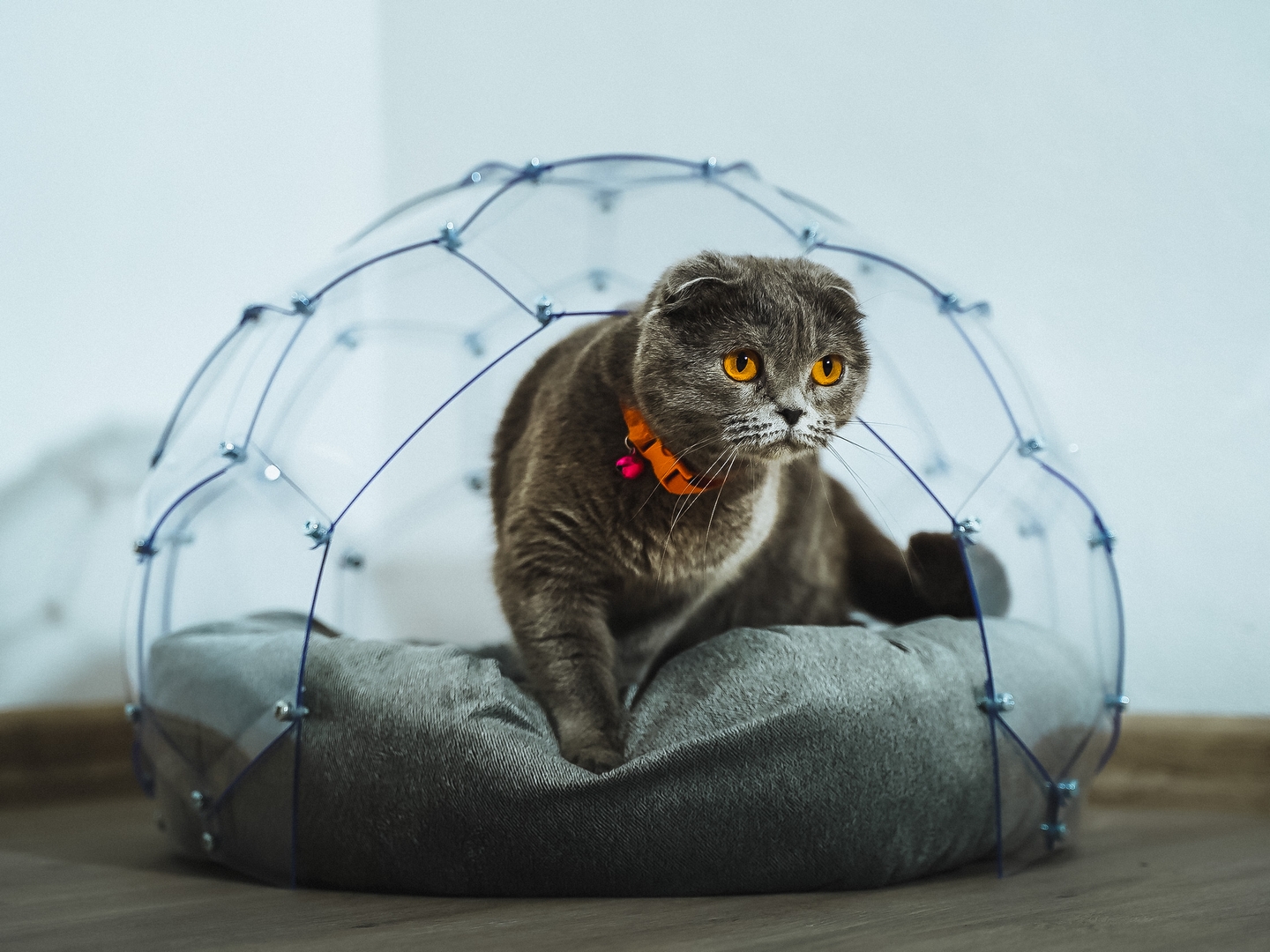 Kedi Evi Kedi Evi