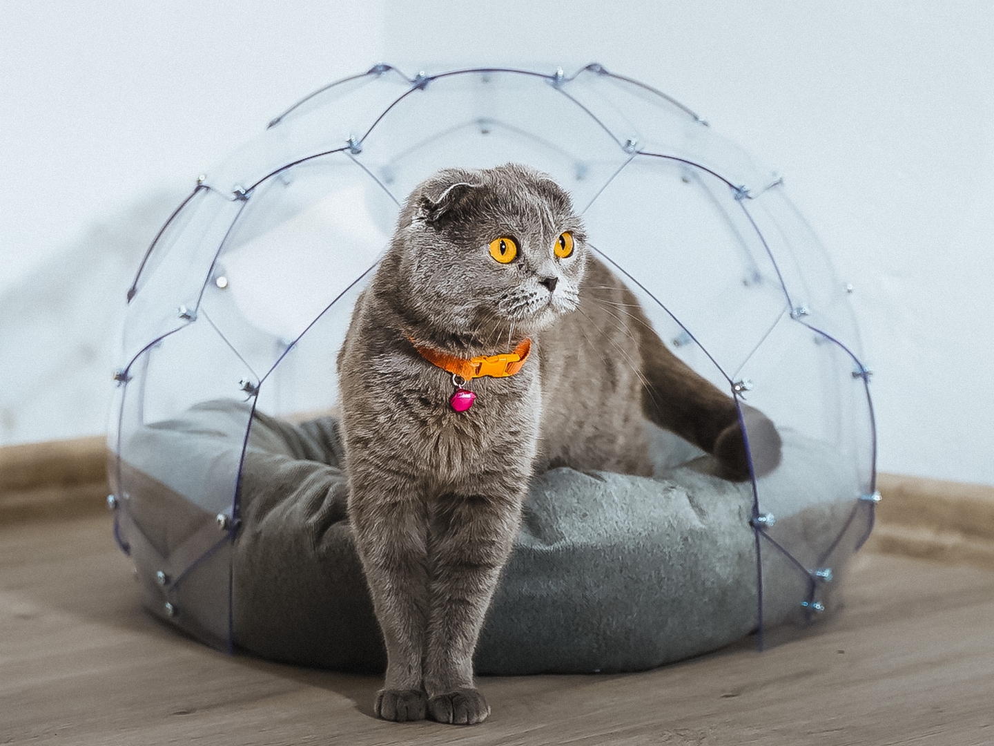 Kedi Evi Kedi Evi